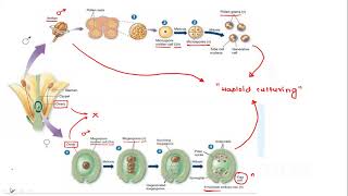 HAPLOID CULTURE [upl. by Emelun]