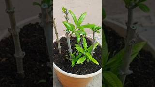 Propagation of Allamanda  Allamanda from Cuttings [upl. by Conrade]