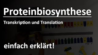 Proteinbiosynthese einfach erklärt [upl. by Olympias]