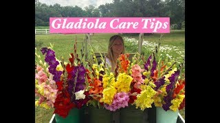 Gladiolus care tips [upl. by Fernand]