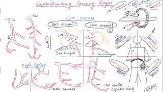 Basics of angiographic views during left heart catheterization [upl. by Araas]