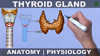 Thyroid Gland  Anatomy Physiology and Histology [upl. by Marigolda]