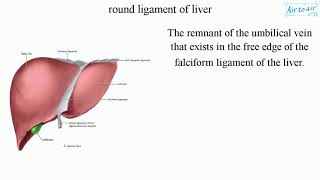 round ligament of liver [upl. by Zoila]