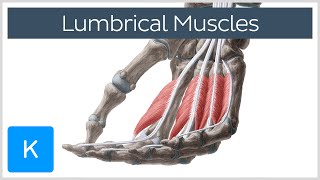 Lumbrical muscles of the Hand  Origin Insertion amp Function  Anatomy  Kenhub [upl. by Nnanaej]