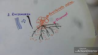 Fungi Hyphae Modification [upl. by Nordin420]