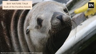 Bay Nature Talk Seals of the Farallon Islands [upl. by Brower316]