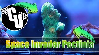 Space Invader Pectinia  Corals Unlimited [upl. by Ahsaela]