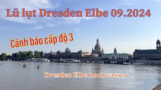 Dresden Elbe hochwasser 2024 [upl. by Melodie]