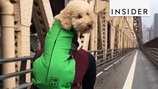 Dog Backpack Is Perfect For Adventurous Doggos [upl. by Cilurzo]