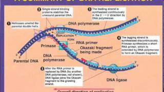 DNA Replication Leading vs Lagging Strand [upl. by Fahy134]