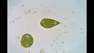 Euglena crawling and swimming [upl. by Annawad80]