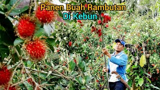 Panen Buah Rambutan Di Kebun Buttu Lombong [upl. by Cronin540]