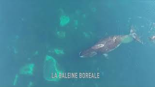 La Baleine Boreale [upl. by Eikcor]