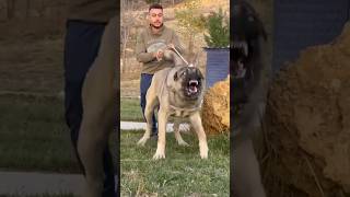 👑 Kangal Dog vs 👑 Pitbull fight 😱 👑 Pitbull vs Kangal Dog viral dog shorts [upl. by Hillinck]