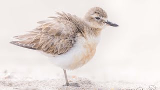 New Zealand DotterelGodwits [upl. by Aillimat223]