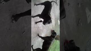 Presa canario cruza con pitbul gigante [upl. by Eniruam]