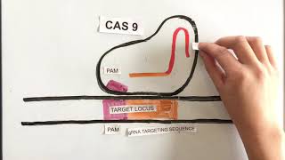 How Does CRISPRCas9 Work Simple Explanation [upl. by Hsetirp773]