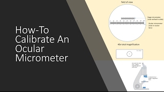 Calibration of Microscopic Ocular Micrometer [upl. by Joung409]