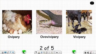 Life Sciences Grade 12 Ovipary Ovovivipary Vivipary Reproduction in Vertebrates Part 2 of 5 [upl. by Owain68]