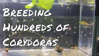 How To Breed Hundreds of Corydoras [upl. by Lanna]