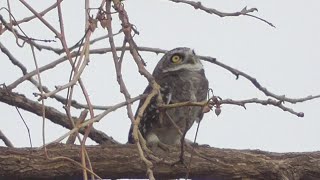 Spotted owlet reacts to very vocal whiteeyed buzzards flying overhead [upl. by Ydnak826]