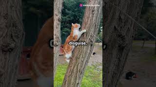 Why Cats Can Climb Up But Not Down cat felinefriendly petcare catlovers cute petlovers [upl. by Diehl]