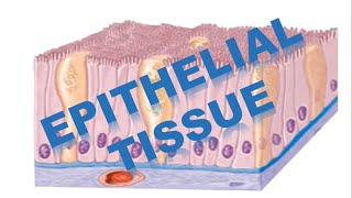 Epithelial tissue and Clinical Applications  Histology [upl. by Loyce]