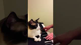 Emerson loves Islands King Crimson cover piano cat feralcat kingcrimson [upl. by Afital605]