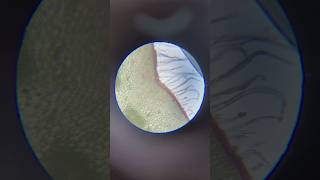 Leaf Petiole TS Under Microscope shorts microscope microscopeshorts microscopevideos petiole [upl. by Tirzah]