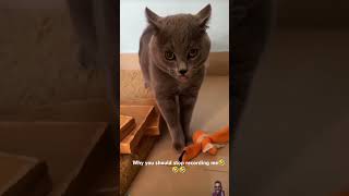 The cat explains why we should not video record him 🤣😅🤣 cat meowed meoweez catlover [upl. by Htur]