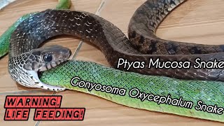 ULAR MAKAN ULAR Ptyas Mucosa Snake Eats Green Gonyosoma Oxycephalum Snake Warning Life Feeding [upl. by Duntson]