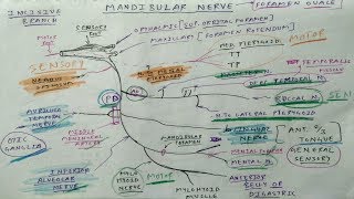 Trigeminal Nerve 4 Mandibular Division Diagram  TCML [upl. by Nojad]