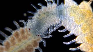 The epitoky of the polychaete worms [upl. by Atnohs]