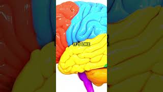 NEUROSCIENTIST How to boost your learning through testing  Dr Andrew Huberman [upl. by Aniahs930]