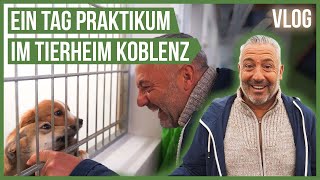 Ich mache Praktikum im Tierheim Koblenz 🤗 Tierschutzhunde Katzen uvm Vlog [upl. by Rratsal]