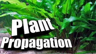 How to quotPropagatequot Cryptocorynes  Easy Guide to Aquarium Plants [upl. by Lainad]