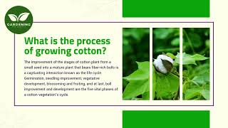 What is the process of growing cotton [upl. by Eyaf]