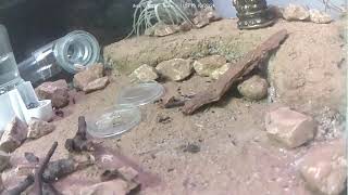 🐜 Arena Day 1466 1 Messor Barbarus Ant Farm Video Diary [upl. by Mera]