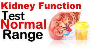 Kidney function test normal range [upl. by Rebmak]