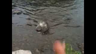 Fishing Berrien Springs Michigan Dam Nice Steelhead Caught on Oslo Lure August 5 2013 [upl. by Per]