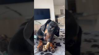 cute puppy eating ASMR wiener dachshund puppy sausagedog asmr [upl. by Forrer]