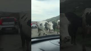 Atasco monumental en Asturias en una carretera de pueblo es lo que hay [upl. by Niall420]