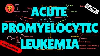 ACUTE PROMYELOCYTIC LEUKEMIA Pathogenesis DIC Changes in Blood analysis ATRA Treatment [upl. by Nahraf]