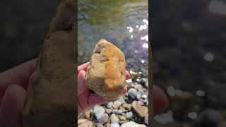 James Found A Beautiful Stromatolite Fossil riverrocks fossils [upl. by Munro667]