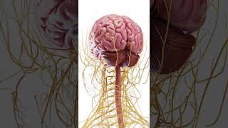 🧠 Explore the Complex Anatomy of the Brain 🧠 anatomy [upl. by Einwat]