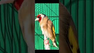 Jilguero campero reclamó cantando fuerte  Goldfinch bird singing powerful for training songs [upl. by Lindsay]