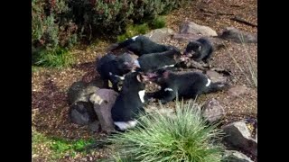 Tasmanian Devils Feeding Frenzy [upl. by Ecarret164]