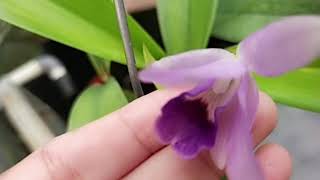 Cattleya bowringiana var Coerulea [upl. by Mack]