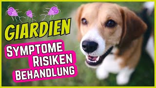 Giardien bei Hunden  Symptome Behandlung amp GiardienTest [upl. by Ahseinaj888]