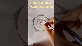 floral diagram of Achyranthes aspera Amaranthaceae family shorts [upl. by Ettigirb]